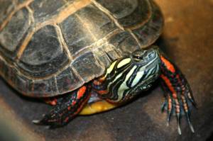 eastern-painted-turtle
